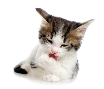 Toilettage chat